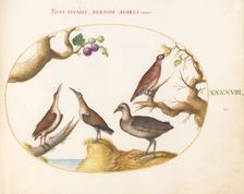 Animalia Volatilia et Amphibia (Aier): Plate XLVIII, c. 1575/1580. Creator: Joris Hoefnagel