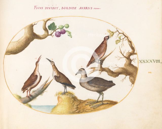 Animalia Volatilia et Amphibia (Aier): Plate XLVIII, c. 1575/1580. Creator: Joris Hoefnagel.