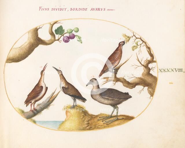 Animalia Volatilia et Amphibia (Aier): Plate XLVIII, c. 1575/1580. Creator: Joris Hoefnagel.