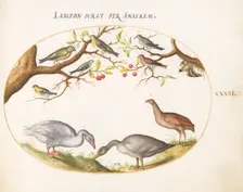 Animalia Volatilia et Amphibia (Aier): Plate XLI, c. 1575/1580. Creator: Joris Hoefnagel