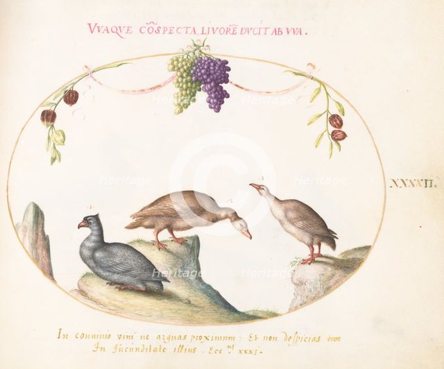 Animalia Volatilia et Amphibia (Aier): Plate XLII, c. 1575/1580. Creator: Joris Hoefnagel.