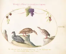 Animalia Volatilia et Amphibia (Aier): Plate XLII, c. 1575/1580. Creator: Joris Hoefnagel