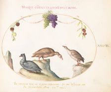 Animalia Volatilia et Amphibia (Aier): Plate XLII, c. 1575/1580. Creator: Joris Hoefnagel