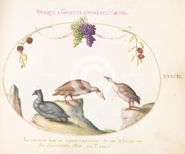 Animalia Volatilia et Amphibia (Aier): Plate XLII, c. 1575/1580. Creator: Joris Hoefnagel.