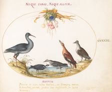 Animalia Volatilia et Amphibia (Aier): Plate XLIII, c. 1575/1580. Creator: Joris Hoefnagel