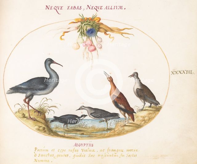 Animalia Volatilia et Amphibia (Aier): Plate XLIII, c. 1575/1580. Creator: Joris Hoefnagel.