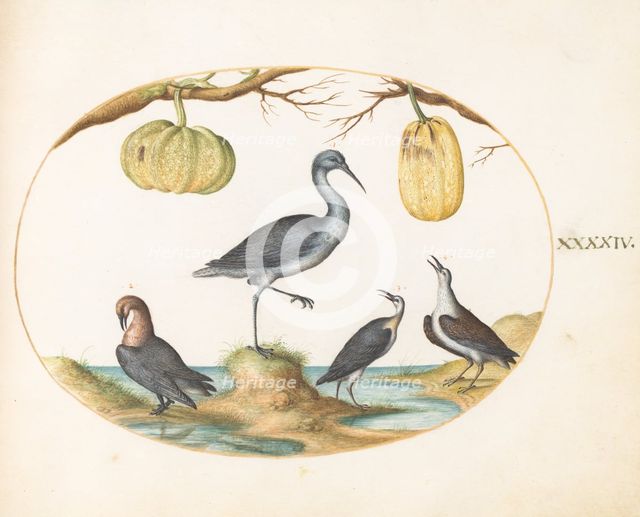 Animalia Volatilia et Amphibia (Aier): Plate XLIV, c. 1575/1580. Creator: Joris Hoefnagel.