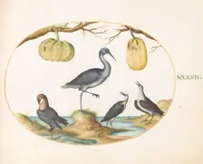 Animalia Volatilia et Amphibia (Aier): Plate XLIV, c. 1575/1580. Creator: Joris Hoefnagel