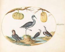 Animalia Volatilia et Amphibia (Aier): Plate XLIV, c. 1575/1580. Creator: Joris Hoefnagel