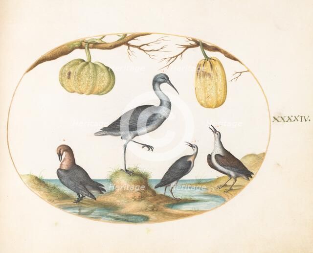 Animalia Volatilia et Amphibia (Aier): Plate XLIV, c. 1575/1580. Creator: Joris Hoefnagel.