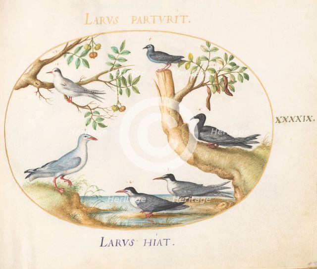 Animalia Volatilia et Amphibia (Aier): Plate XLIX, c. 1575/1580. Creator: Joris Hoefnagel.