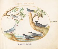 Animalia Volatilia et Amphibia (Aier): Plate XLIX, c. 1575/1580. Creator: Joris Hoefnagel