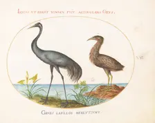 Animalia Volatilia et Amphibia (Aier): Plate XV, c. 1575/1580. Creator: Joris Hoefnagel