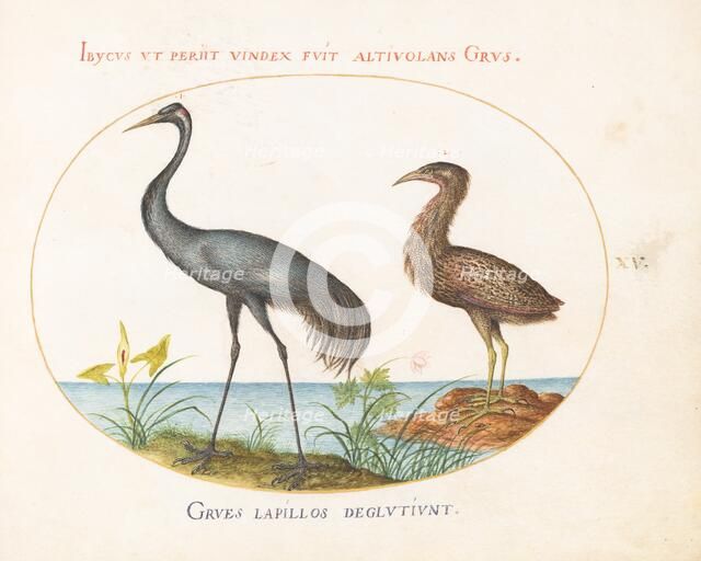 Animalia Volatilia et Amphibia (Aier): Plate XV, c. 1575/1580. Creator: Joris Hoefnagel.