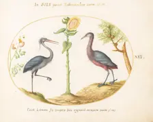 Animalia Volatilia et Amphibia (Aier): Plate XVI, c. 1575/1580. Creator: Joris Hoefnagel