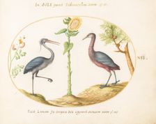 Animalia Volatilia et Amphibia (Aier): Plate XVI, c. 1575/1580. Creator: Joris Hoefnagel