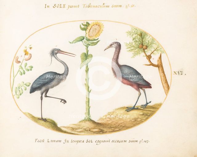 Animalia Volatilia et Amphibia (Aier): Plate XVI, c. 1575/1580. Creator: Joris Hoefnagel.
