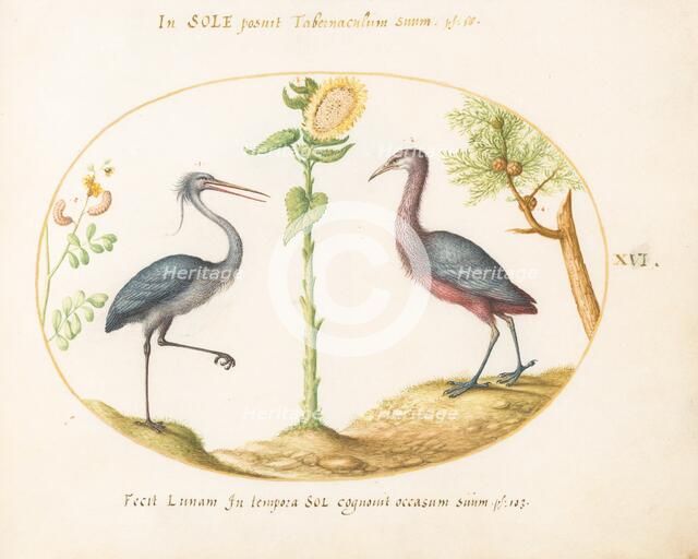 Animalia Volatilia et Amphibia (Aier): Plate XVI, c. 1575/1580. Creator: Joris Hoefnagel.