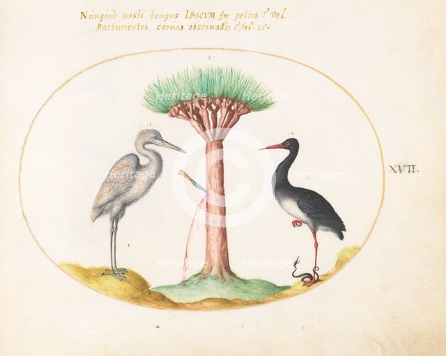 Animalia Volatilia et Amphibia (Aier): Plate XVII, c. 1575/1580. Creator: Joris Hoefnagel.