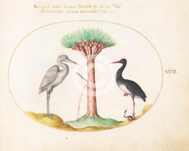 Animalia Volatilia et Amphibia (Aier): Plate XVII, c. 1575/1580. Creator: Joris Hoefnagel.