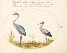 Animalia Volatilia et Amphibia (Aier): Plate XVIII, c. 1575/1580. Creator: Joris Hoefnagel
