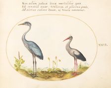 Animalia Volatilia et Amphibia (Aier): Plate XVIII, c. 1575/1580. Creator: Joris Hoefnagel