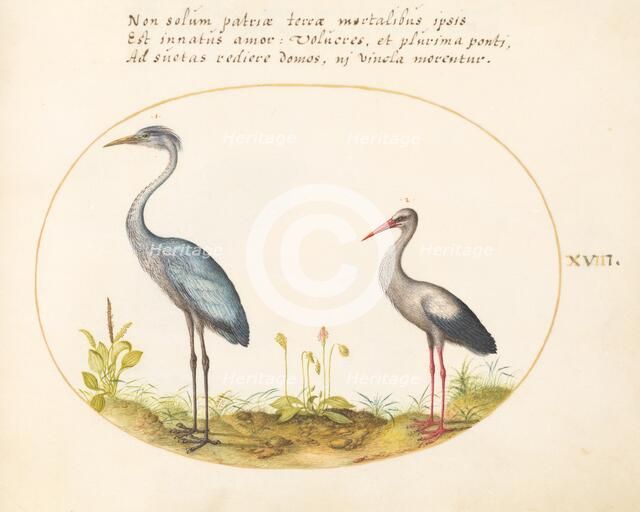 Animalia Volatilia et Amphibia (Aier): Plate XVIII, c. 1575/1580. Creator: Joris Hoefnagel.