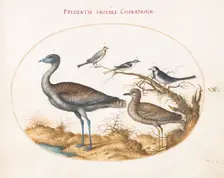 Animalia Volatilia et Amphibia (Aier): Plate XX, c. 1575/1580. Creator: Joris Hoefnagel