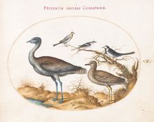 Animalia Volatilia et Amphibia (Aier): Plate XX, c. 1575/1580. Creator: Joris Hoefnagel