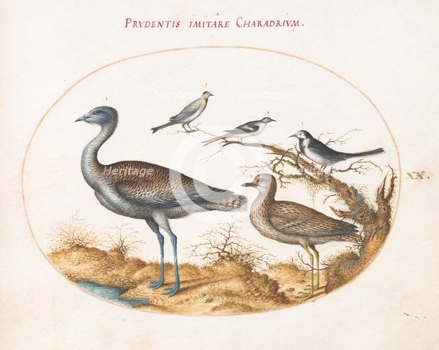 Animalia Volatilia et Amphibia (Aier): Plate XX, c. 1575/1580. Creator: Joris Hoefnagel.
