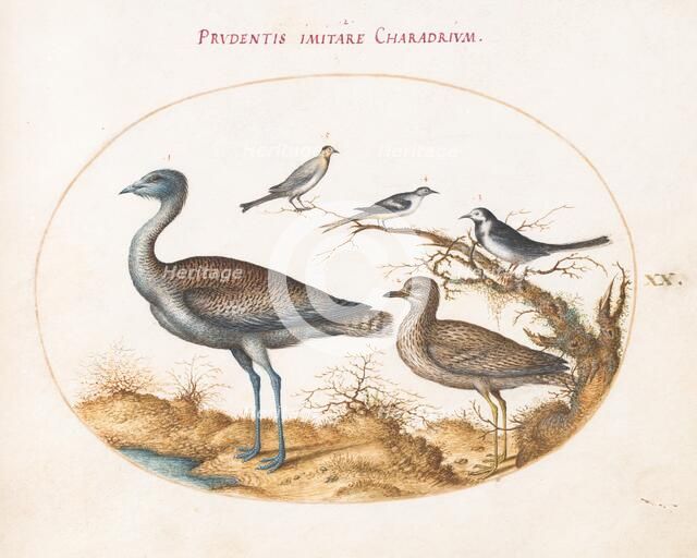 Animalia Volatilia et Amphibia (Aier): Plate XX, c. 1575/1580. Creator: Joris Hoefnagel.