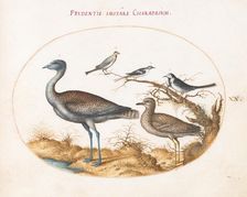 Animalia Volatilia et Amphibia (Aier): Plate XX, c. 1575/1580. Creator: Joris Hoefnagel