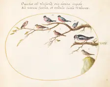 Animalia Volatilia et Amphibia (Aier): Plate XXV, c. 1575/1580. Creator: Joris Hoefnagel