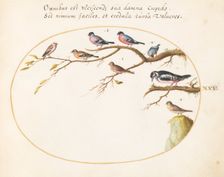 Animalia Volatilia et Amphibia (Aier): Plate XXV, c. 1575/1580. Creator: Joris Hoefnagel