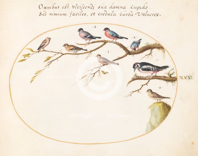 Animalia Volatilia et Amphibia (Aier): Plate XXV, c. 1575/1580. Creator: Joris Hoefnagel.