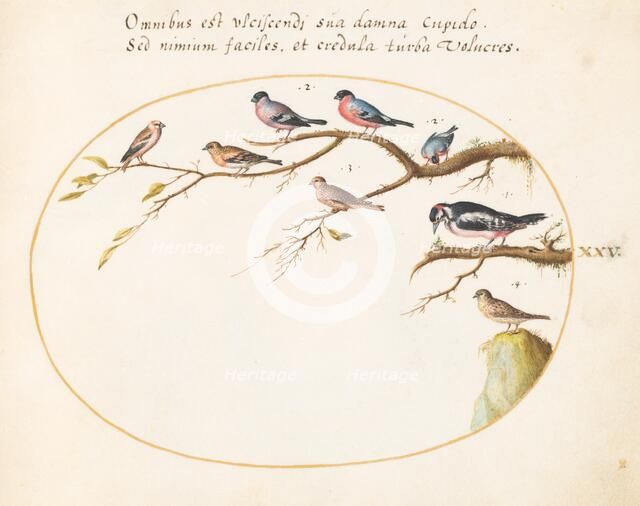 Animalia Volatilia et Amphibia (Aier): Plate XXV, c. 1575/1580. Creator: Joris Hoefnagel.