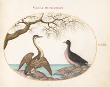 Animalia Volatilia et Amphibia (Aier): Plate XXVI, c. 1575/1580. Creator: Joris Hoefnagel