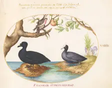 Animalia Volatilia et Amphibia (Aier): Plate XXVII, c. 1575/1580. Creator: Joris Hoefnagel
