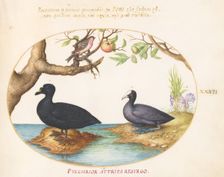 Animalia Volatilia et Amphibia (Aier): Plate XXVII, c. 1575/1580. Creator: Joris Hoefnagel