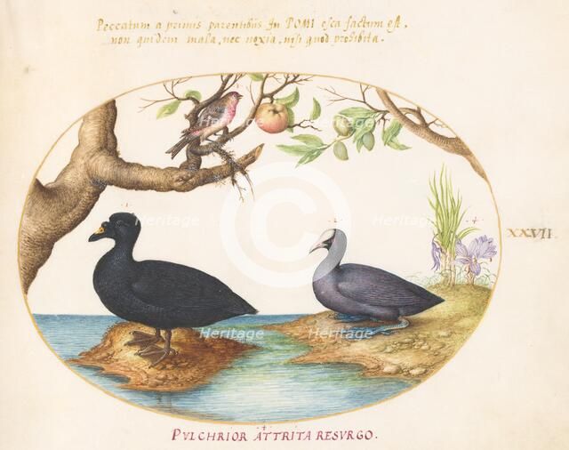 Animalia Volatilia et Amphibia (Aier): Plate XXVII, c. 1575/1580. Creator: Joris Hoefnagel.