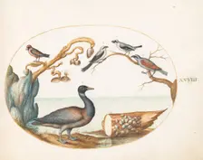 Animalia Volatilia et Amphibia (Aier): Plate XXVIII, c. 1575/1580. Creator: Joris Hoefnagel
