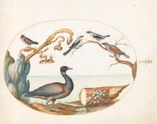 Animalia Volatilia et Amphibia (Aier): Plate XXVIII, c. 1575/1580. Creator: Joris Hoefnagel