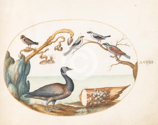 Animalia Volatilia et Amphibia (Aier): Plate XXVIII, c. 1575/1580. Creator: Joris Hoefnagel.