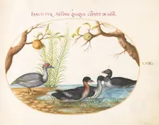 Animalia Volatilia et Amphibia (Aier): Plate XXX, c. 1575/1580. Creator: Joris Hoefnagel