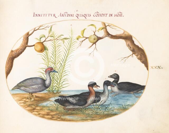 Animalia Volatilia et Amphibia (Aier): Plate XXX, c. 1575/1580. Creator: Joris Hoefnagel.