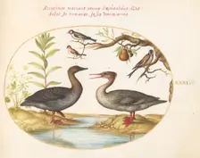 Animalia Volatilia et Amphibia (Aier): Plate XXXI, c. 1575/1580. Creator: Joris Hoefnagel