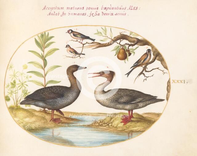 Animalia Volatilia et Amphibia (Aier): Plate XXXI, c. 1575/1580. Creator: Joris Hoefnagel.