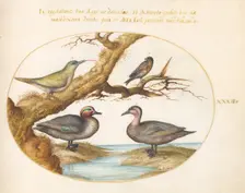 Animalia Volatilia et Amphibia (Aier): Plate XXXII, c. 1575/1580. Creator: Joris Hoefnagel