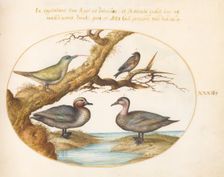 Animalia Volatilia et Amphibia (Aier): Plate XXXII, c. 1575/1580. Creator: Joris Hoefnagel