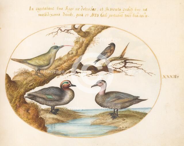 Animalia Volatilia et Amphibia (Aier): Plate XXXII, c. 1575/1580. Creator: Joris Hoefnagel.